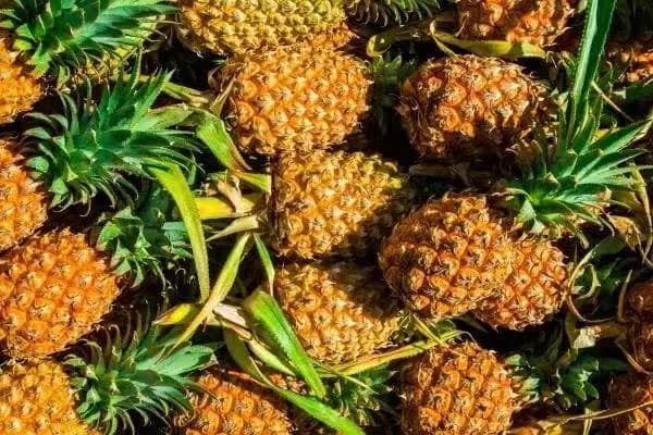 Pakistan eyes China's pineapple farming expertise