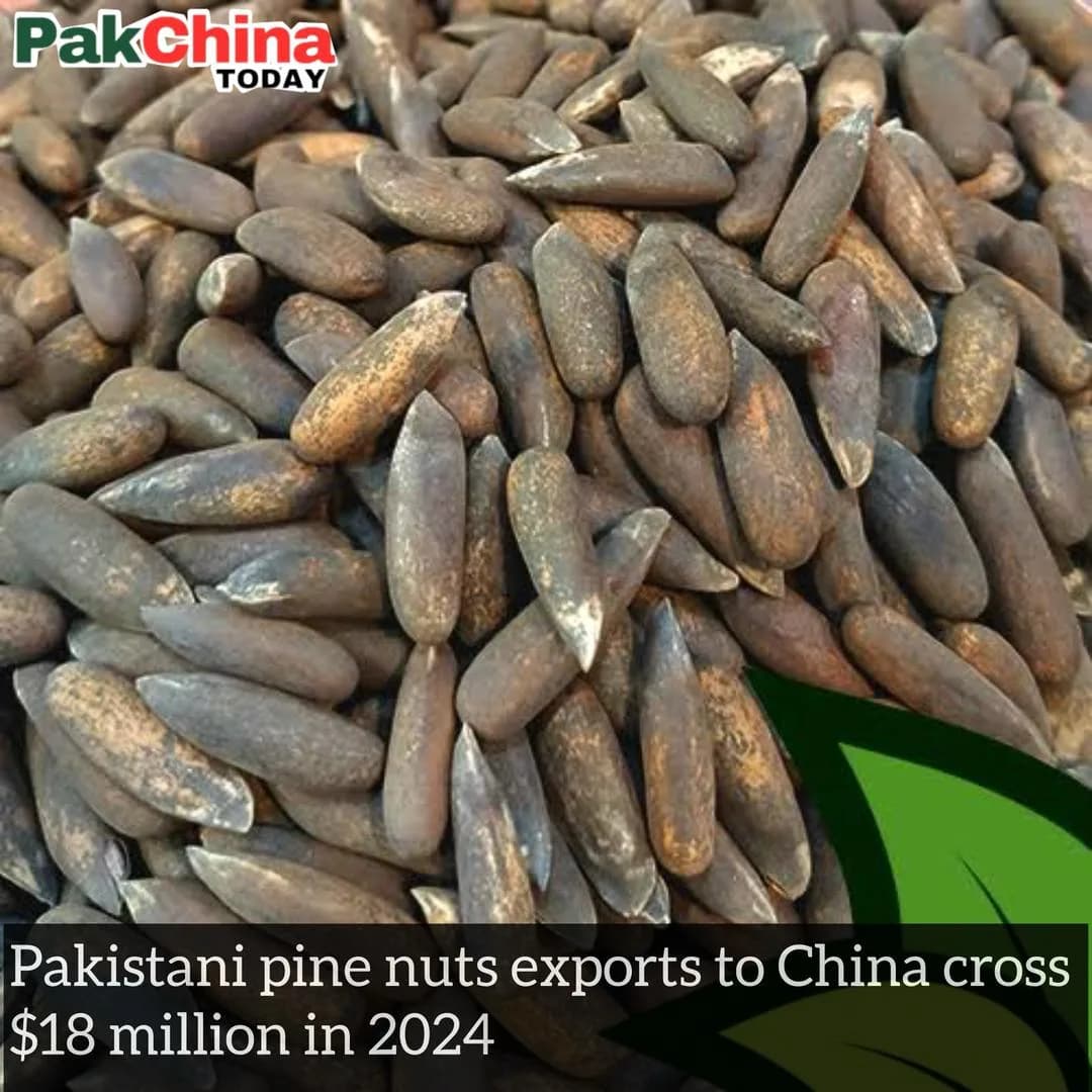 Pakistani pine nuts exports to China cross $18 million in 2024