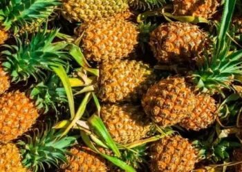 Pakistan eyes China's pineapple farming expertise