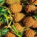 Pakistan eyes China's pineapple farming expertise